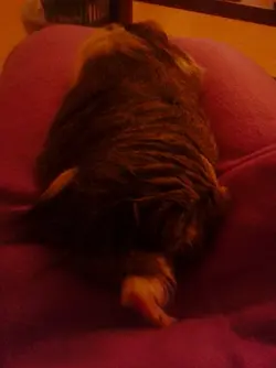 Sleepyyyyyyyy.webp