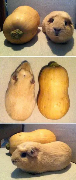 Butternut Squash Piggie.webp
