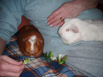 pigs.webp