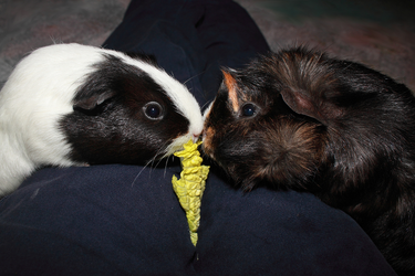 piggys.webp