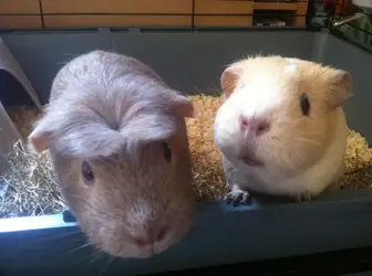 guinea pigs.webp guinea pigs.webp