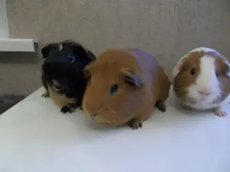 three fellas.webp