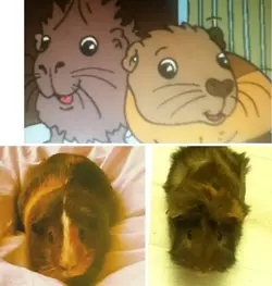 maddey72pigs.webp