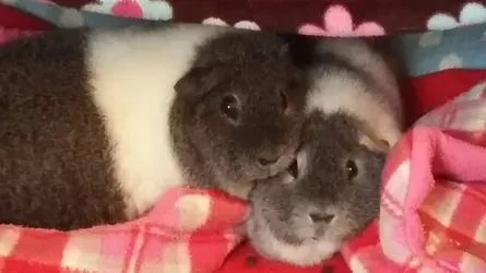 Petal & Daisy.webp