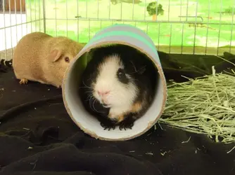 Charlie in tunnel.webp