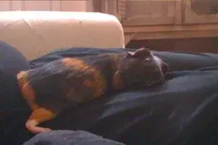 Sleepy Treacle.webp