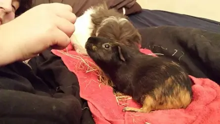 Cuddles.webp