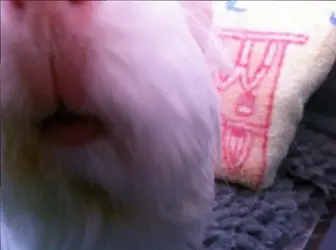 image.webp