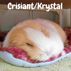 Crisiant-avatar-02.webp
