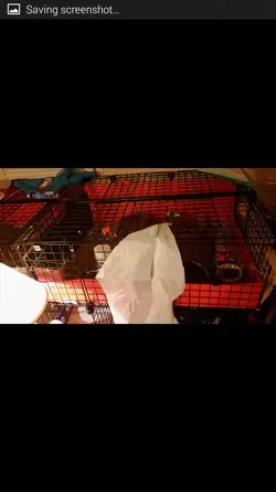 Screenshot_2015-08-14-06-26-03.webp