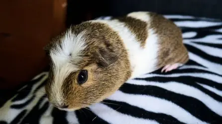 Animals summer 2015 071edit.webp