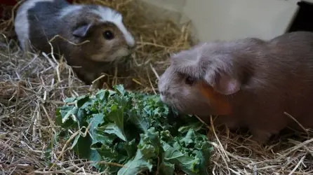 Animals summer 2015 048.webp