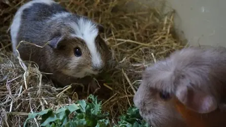 Animals summer 2015 050.webp