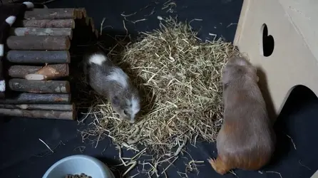 Animals summer 2015 060.webp