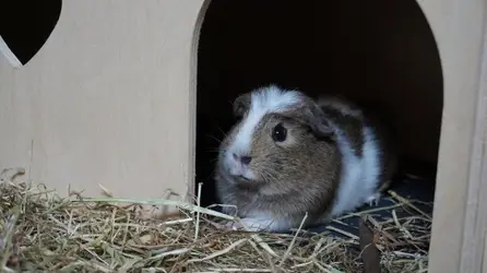 Animals summer 2015 062.webp
