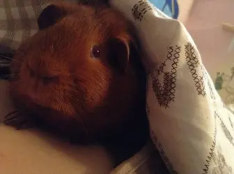 image.webp