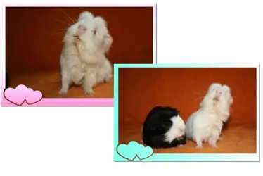 piggies.webp piggies.webp