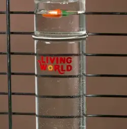 Living world glass water bottle hotsell