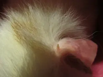 Babs - Ear 2015-09-16.webp Babs - Ear 2015-09-16.webp