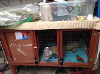 Easy And Cheap Ways To Insulate A Hutch The Guinea Pig Forum