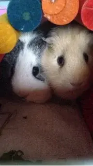 guineas.webp