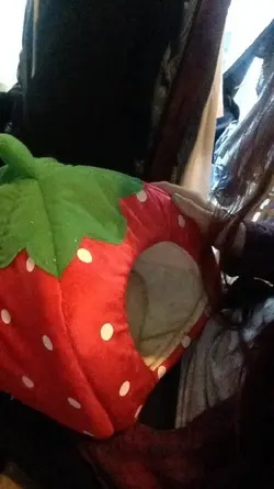 image.webp