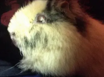 image.webp