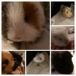 IMAG0571-COLLAGE.webp