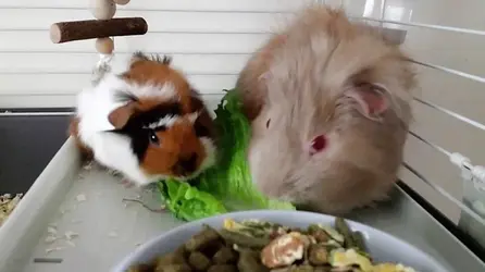 peegs.webp