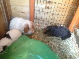 Shed With Aubiose The Guinea Pig Forum