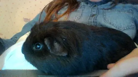 pig pug.webp