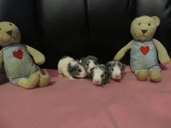 Xena's babies 2015-11-01.webp Xena's babies 2015-11-01.webp