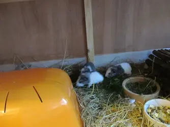 Xena's Babies 2015-11-05a.webp