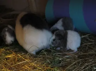 Xena's Babies 2015-11-05c.webp