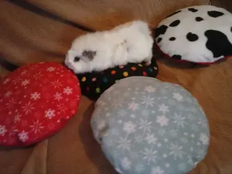 cushions Rupert 15 123.webp