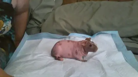 HOME - Bonny skinny guinea pig 2014.webp HOME - Bonny skinny guinea pig 2014.webp