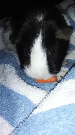 carrot.webp carrot.webp