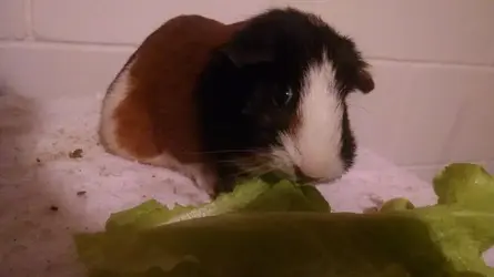 lettuce.webp lettuce.webp