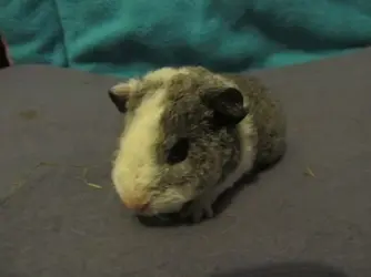 Sparky 2015-11-10.webp