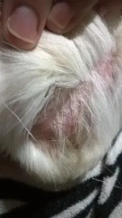 freckles bald patch1.webp