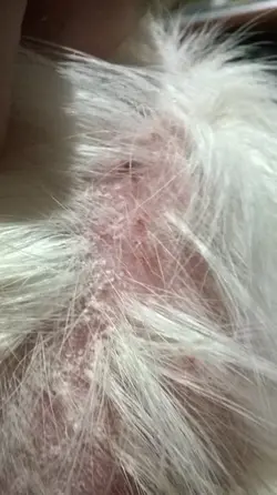 freckles bald patch3.webp