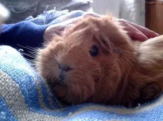 Cuddles.webp Cuddles.webp