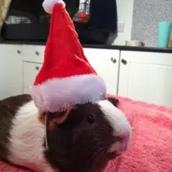 santa prim.webp