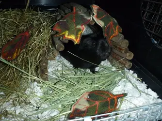 P1110729.webp