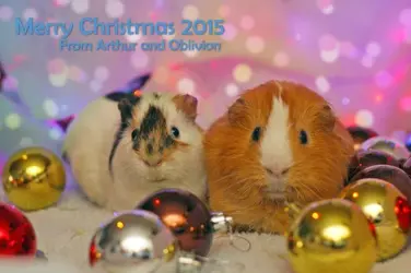 xmas edit.webp