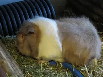Minky 2015-01-11.webp