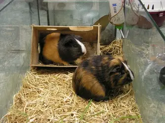 guinea-pigs-449980_1280.webp
