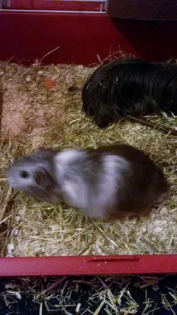 Millie and Marley.webp Millie and Marley.webp