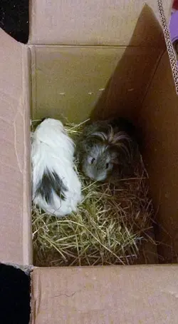 Marley and Esme 1.webp Marley and Esme 1.webp