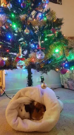 christmas tree.webp